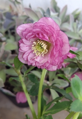 クリスマスローズ 認定フレグランスパープル 加藤農園 クリスマス