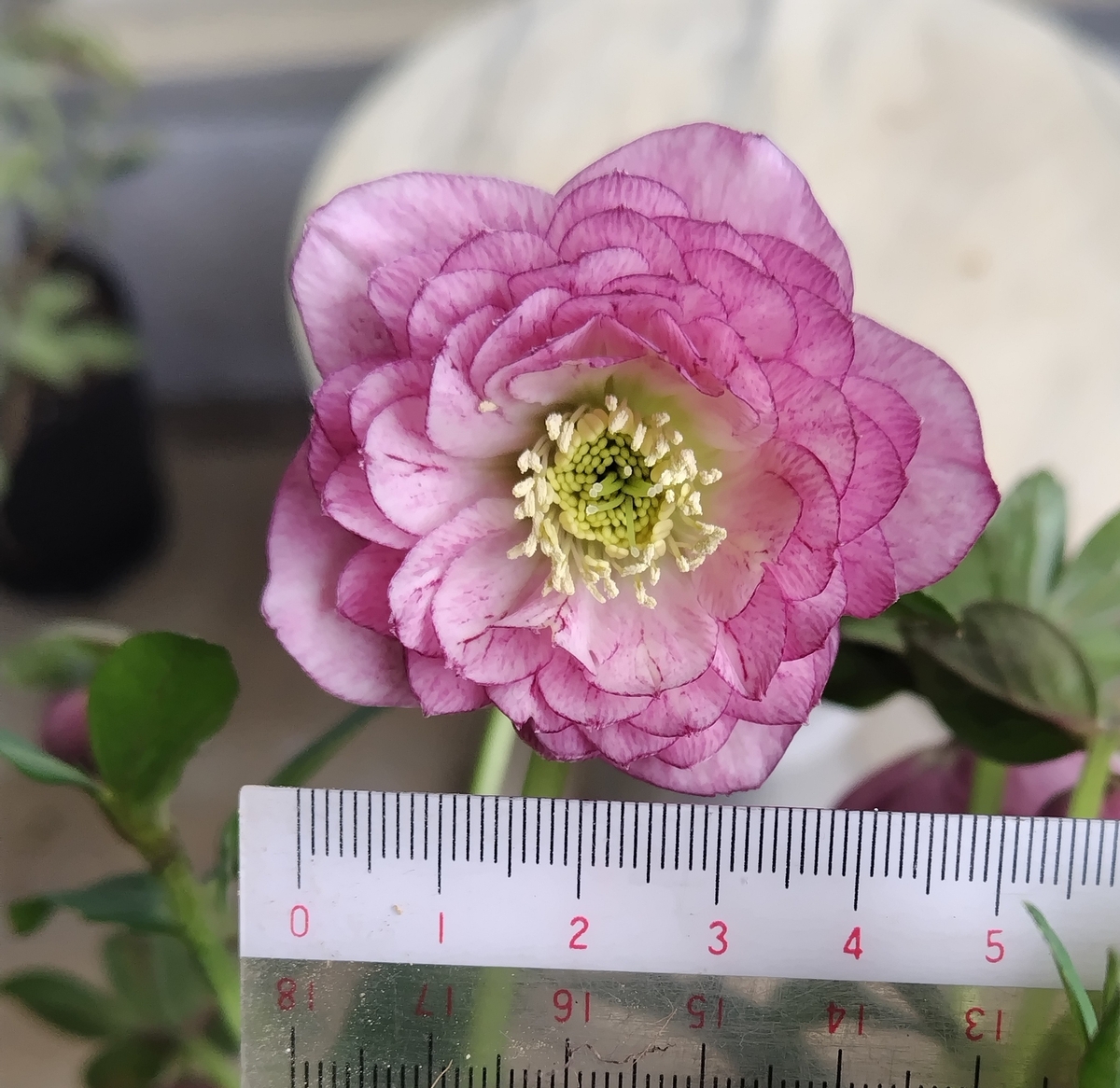 希少！認定ピンクアフロディーテ多弁小輪系 ブラッシュピコティ ペールピンク 希少！認定ピンクアフロディーテ多弁小輪系 ブラッシュピコティ