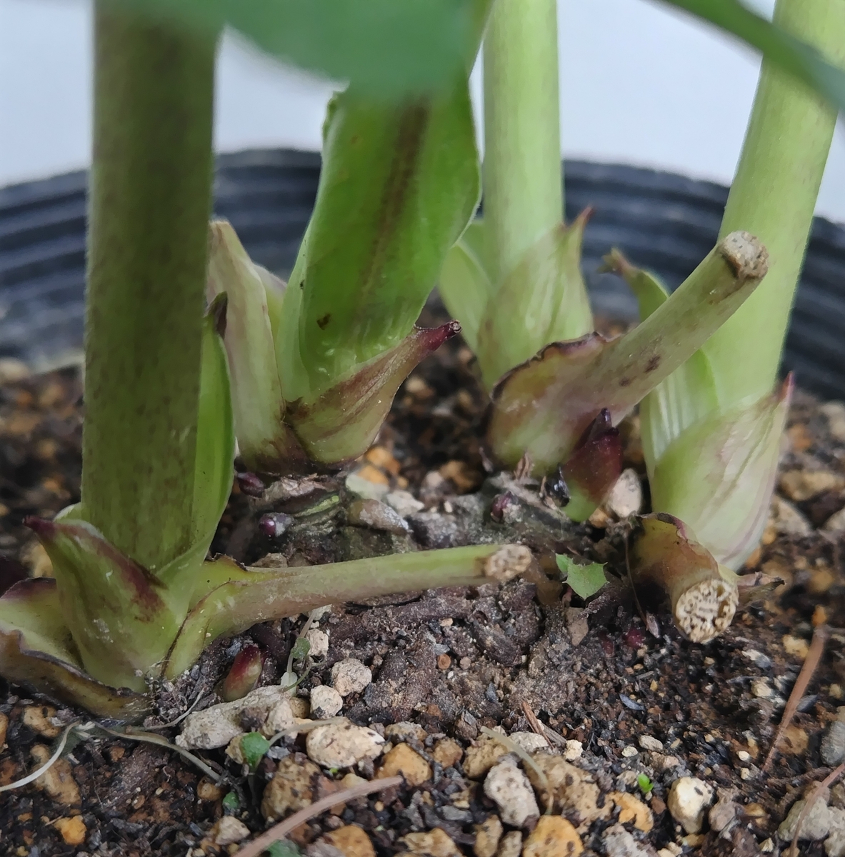 希少！認定ピンクアフロディーテ多弁小輪系 ブラッシュピコティ