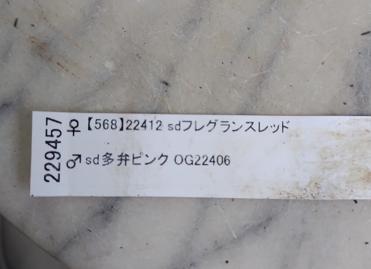 ペールピンク多弁系ピンクピコティdd【ka508】 | グリーンホビー