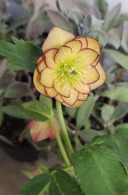 「歳末セール」クリスマスローズ 苗 強香フレグランスイエローピコティ セルフ 楽天市場】クリスマスローズ イエロー ピコティ ダブル 大苗 : お