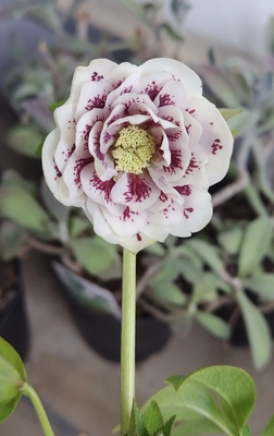 野田の優しさシリーズ　snow white多弁系ddスポベイン【No27】