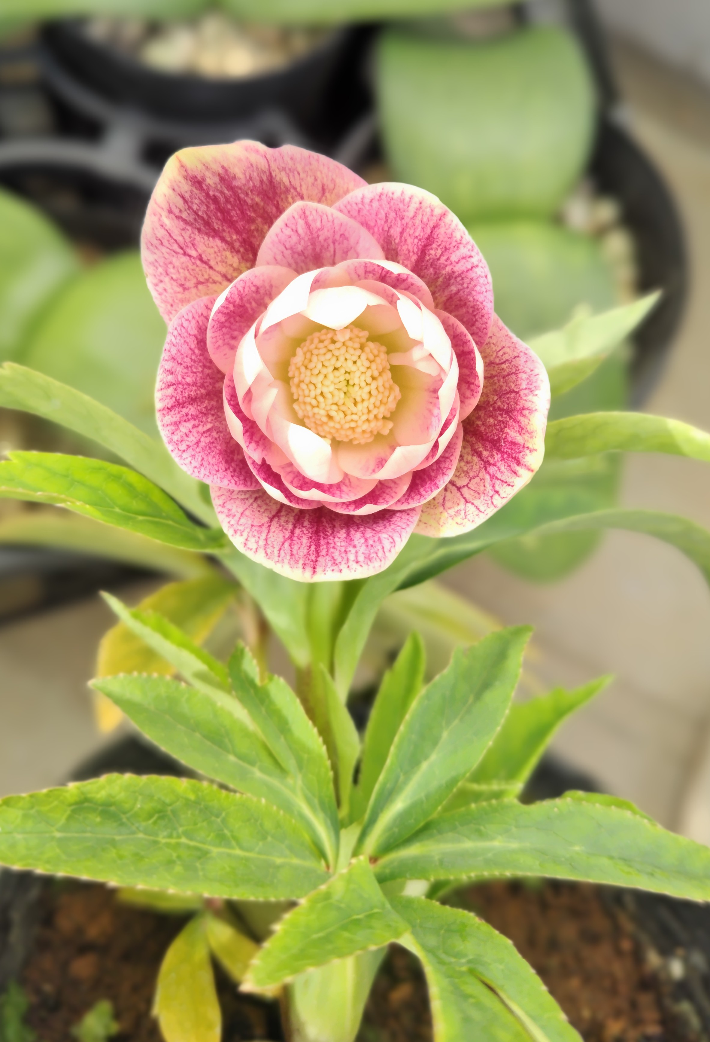 野田の優しさシリーズ ピンクグラデーションゴールドdd【No28