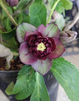 レッド多弁dd外５弁レッドベイン【Hi76】