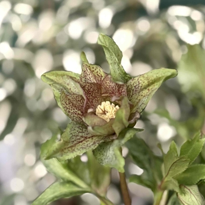 パピエグリーン【kg5】