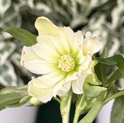 アバニコ【kg6】