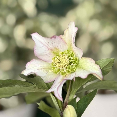 フリルスター【kg1】