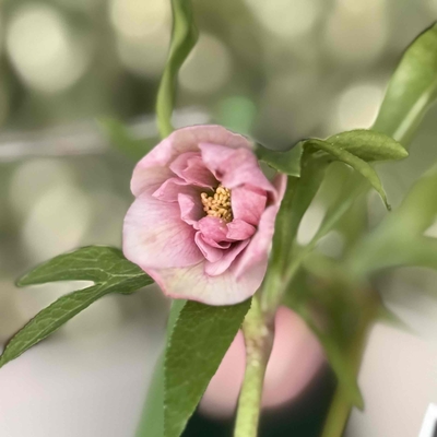 ピンクオーガンジー【kg3】