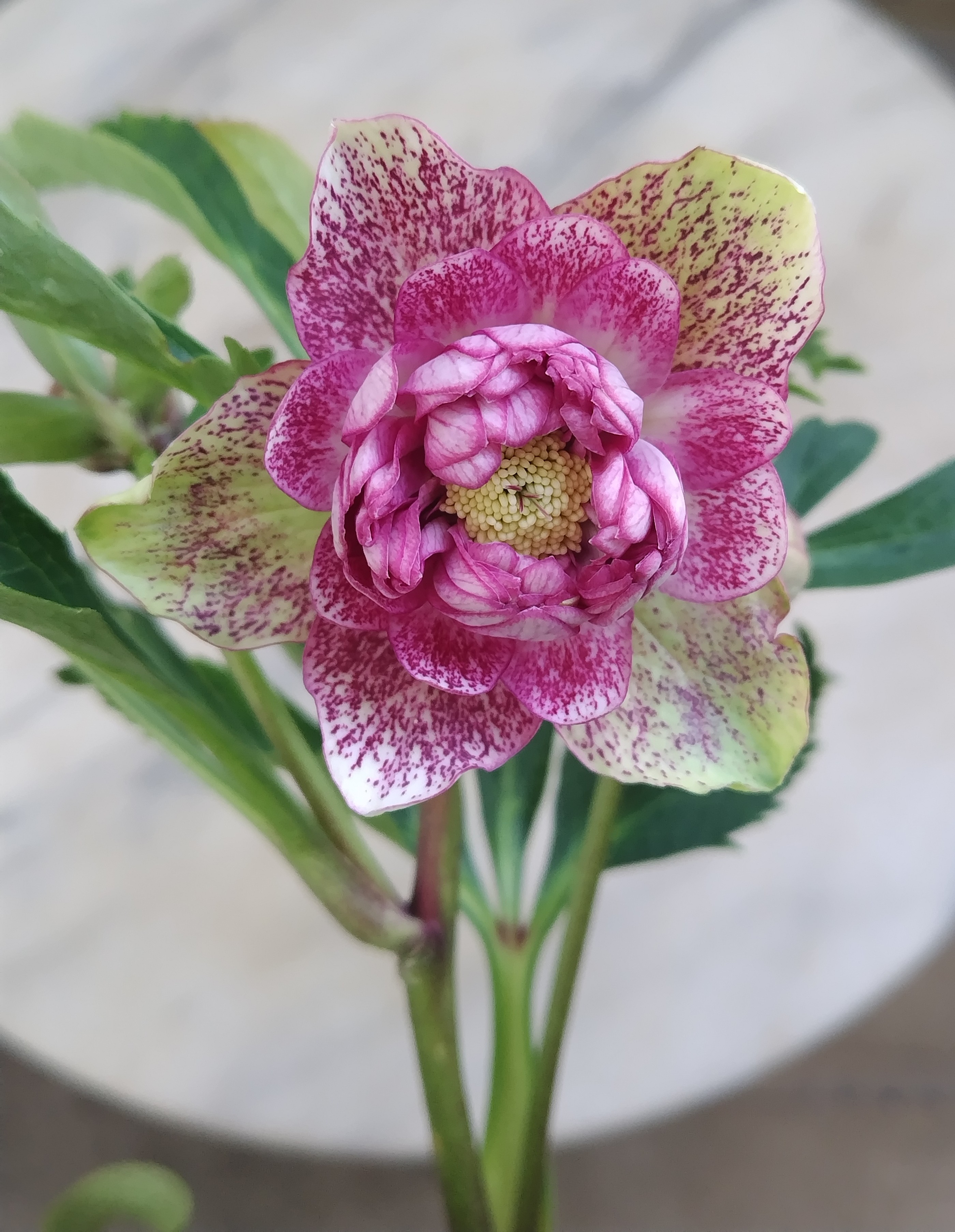 野田の輝きシリーズ ピンクスポット多弁系【No30】 | グリーンホビー