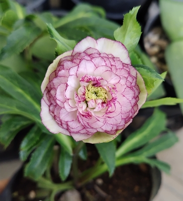 野田の覚醒　小輪系超多弁【No32】