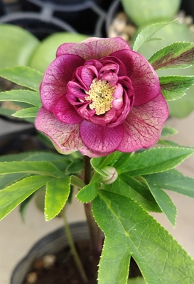 野田の覚醒　Rの効いた花弁dd多弁系【No33】