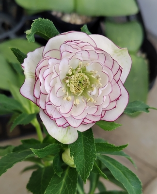 野田の宝　小輪系多弁ピコティdd【No34】