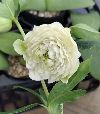 野田の覚醒　ロゼット咲き超絶多弁【No35】平咲き（段咲き）