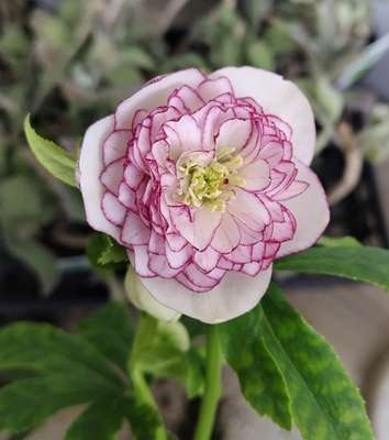 野田の宝　多弁ピコティdd【No37】