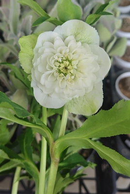 野田の覚醒　ロゼット系超多弁dd平咲き（段咲き）【No42】