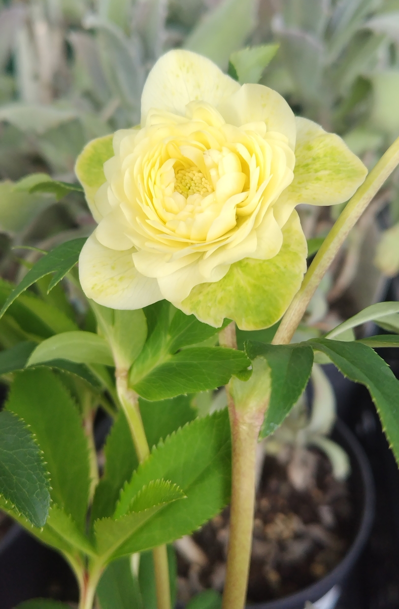 野田の宝 レモンゴールド多弁【No43】 | グリーンホビー