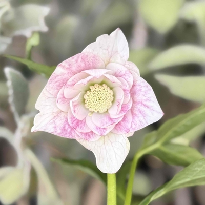 ブラー系ピンクグラデーションベインdd【kg17】