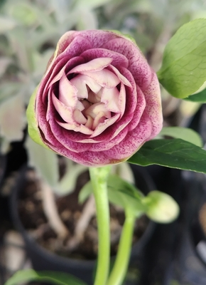 野田の覚醒　グリーンリバーシブル多弁ddピンクスポット良型【No44】