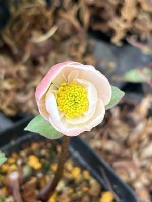 樋口さんのピンクニゲルセミダブル【Pi1】