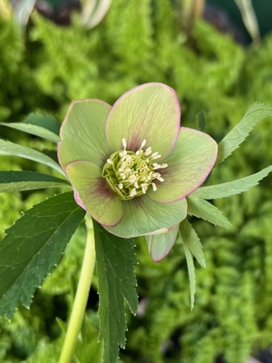 クロアチhybrid【kg9】