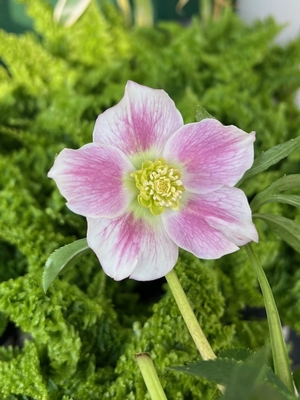 パステルピンクグラデーション【kg12】