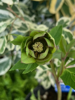 パピエグリーン　typeブラウンベイン【kg15】