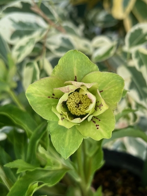 クリスマスローズ dd グロス系グリーン フレグランス クリスマスローズ