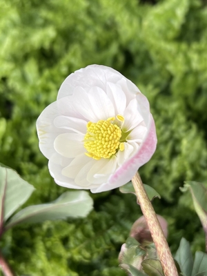 ●８時だよ）樋口さんのピンクニゲルセミダブル【Pi7】