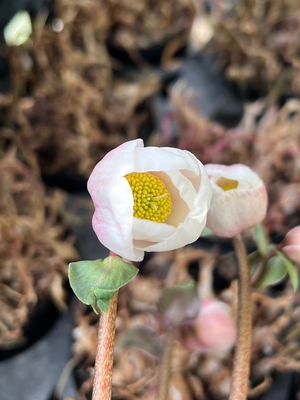 樋口さんのピンクニゲルシングル【Pi3】Aランク