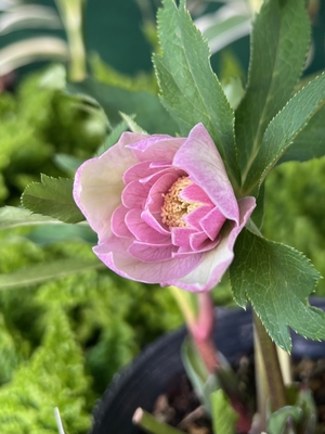 オーガンジー系【kg11】