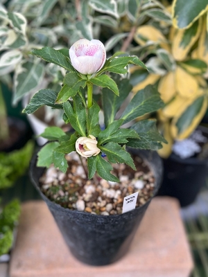 若ホワイトピンクスポット【Wa35】※蕾なし | グリーンホビー