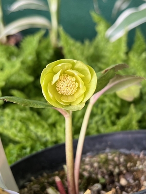 小輪系グリーンオーレア　ダブル【Hi77】※蕾なし