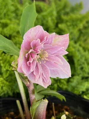 ピンクオーガンジー【kg13】