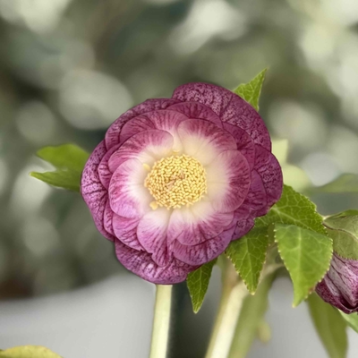 ●８時だよ　公認）紅白の輝き【ka292】（ddグロス系ホワイトゴールド&times;グロス紅白エース）