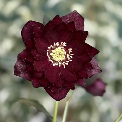 加藤農園さんのクリスマスローズ | グリーンホビー