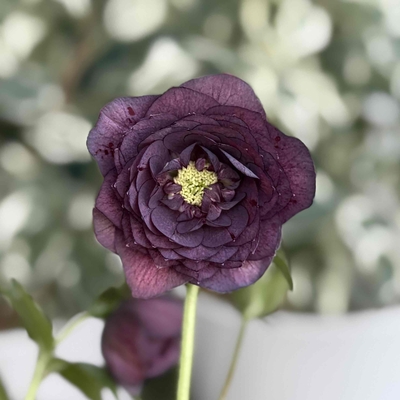 加藤農園さんのクリスマスローズ | グリーンホビー