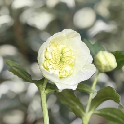 加藤農園さんのクリスマスローズ | グリーンホビー