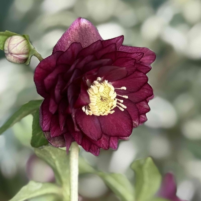 ●８時だよ　公認）グロッシーカラー☆【ka30】多弁