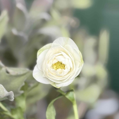 加藤農園さんのクリスマスローズ | グリーンホビー