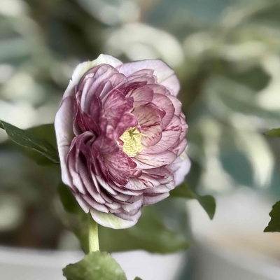 ●８時だよ　レッドリバーシブルピコティdd多弁【ka148】