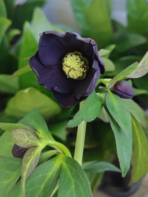 ●８時だよ　漆黒ブラックグリーンネクタリー【ws50】