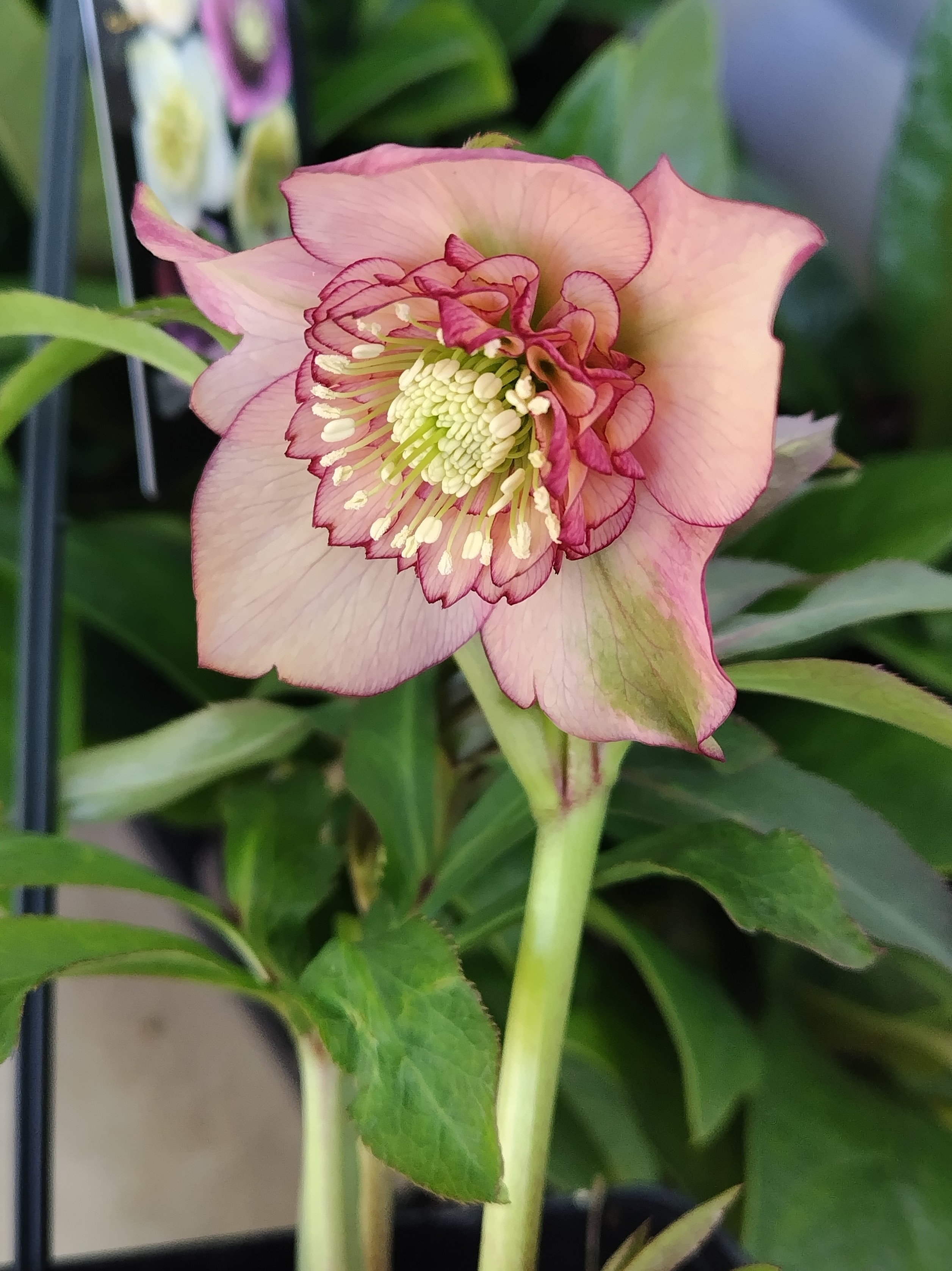 ○8時だよ アプリコットsd【ws49】 | グリーンホビー