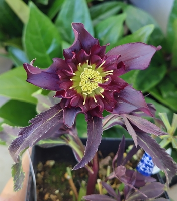 ●８時だよ　HEXE（へックス）【ws52】