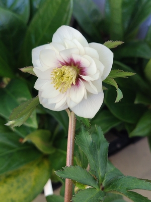 ●８時だよ　静【ws53】