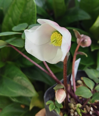 ●８時だよ）樋口さんのピンクニゲル【Pi9】