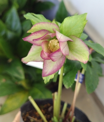 ●８時だよ）パピエ【kg19】typeグリーン＆ピンクピコティ