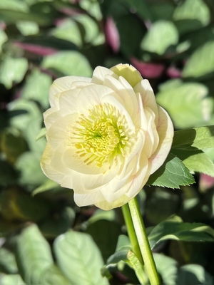 加藤農園さんのクリスマスローズ | グリーンホビー