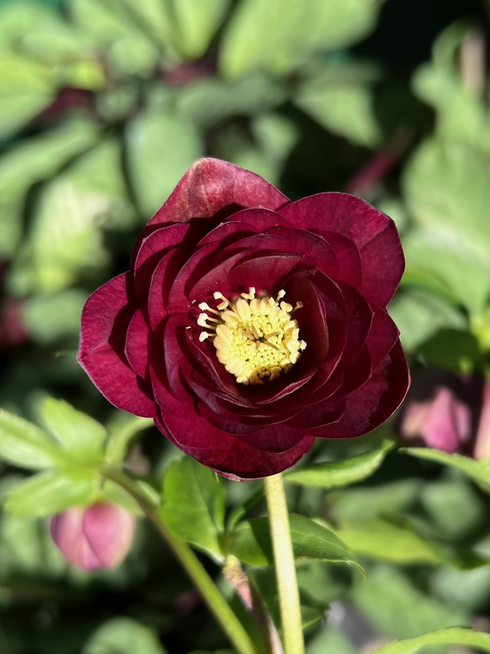 キラメキ⭐︎多弁レッド×キラメキ⭐︎赤しべ★クリスマスローズ苗 キラメキ⭐︎多弁レッド×キラメキ⭐︎赤しべ☆クリスマスローズ苗