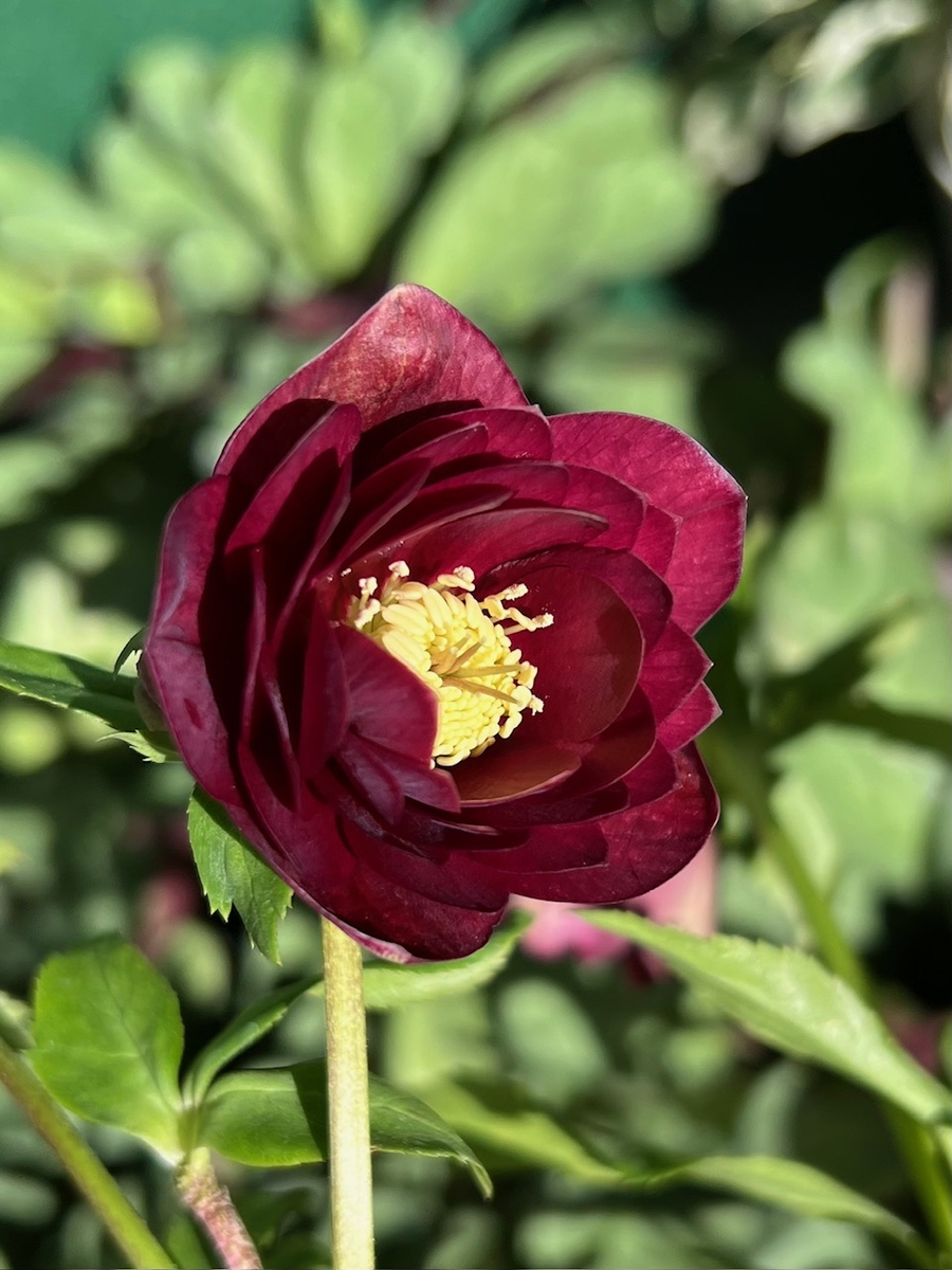 キラメキ⭐︎多弁レッド×キラメキ⭐︎赤しべ★クリスマスローズ苗 ○8時だよ） 公認）キラメキ⭐︎レッド 【ka300】 | グリーンホビー