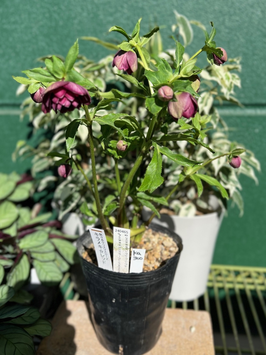 ○8時だよ） 公認）キラメキ⭐︎レッド 【ka300】 | グリーンホビー